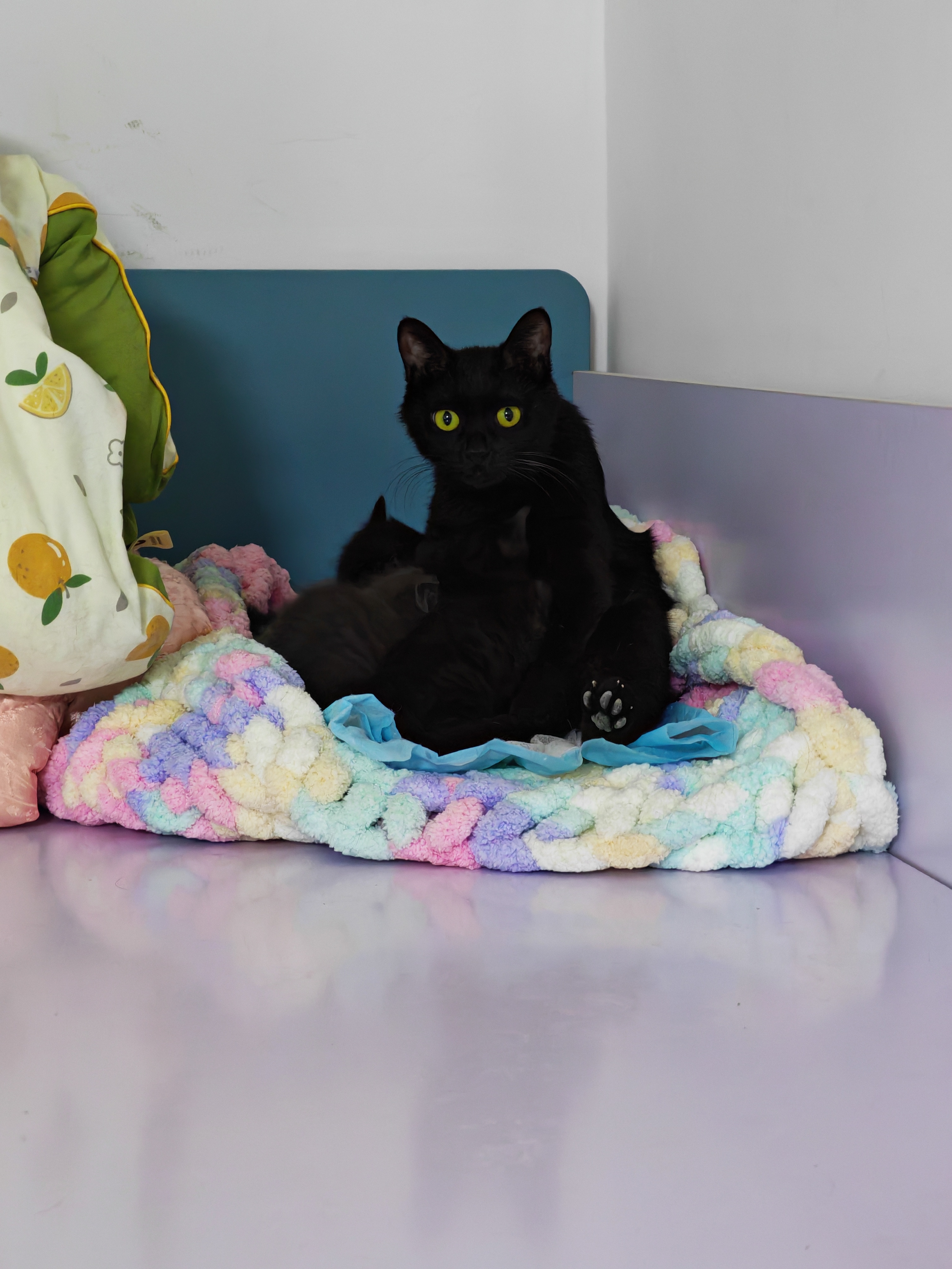 可爱猫咪